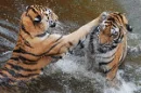 tigers playing in water