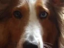 doggy