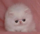 sad kitty