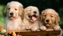 cute puppies