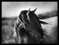 beautiful horse