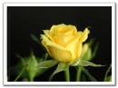 rose-yellow