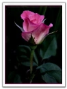 rose-hot pink