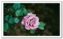 rose-lavender