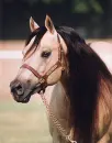 Hollywood dunit-reining legend