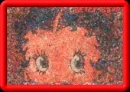 Betty boop