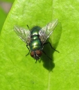 Housefly