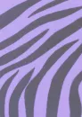 Soft purple zebra