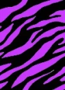 purple zebra