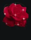 dark rose