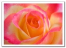 rose tri-color2