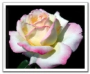 rose tri-color