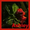 Ashley Rose Icon