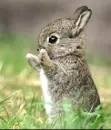 bunny