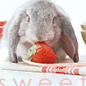 bunny