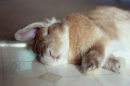 bunny