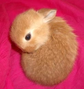 bunny