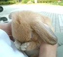 Peek-a-Boo bunny
