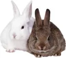 bunny