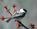 Chickadee