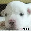 cute puppy