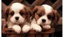 puppys