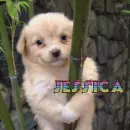 jessica