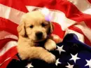 Puppy Fireworks