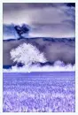 purple tree