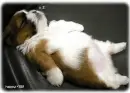 sleeping puppy