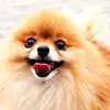 puppy avatar
