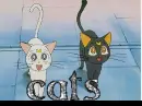 cats