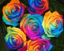 rainbow rose