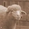 sheep doesn't approve!
