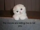 cute cat