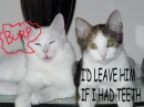 KITTY CATS 