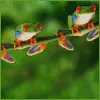 Tree Frogs
