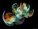 Water Lily Fractal