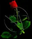 Pentagram and Rose