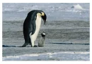 pinguin