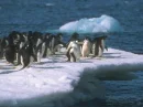 a family of pinguins