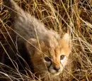 cheetah baby