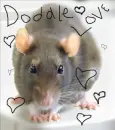 Doddle Love