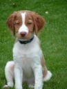 Young Puppy