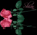 Shian- Rose In Water