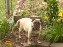 Pug
