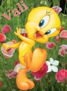 Tweety Bird- Vali
