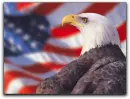 usa eagle