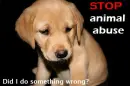 STOP animal abuse