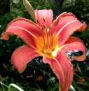 Day Lilly